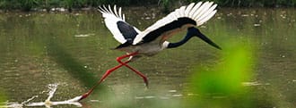T.G. Resort, Kaziranga 1